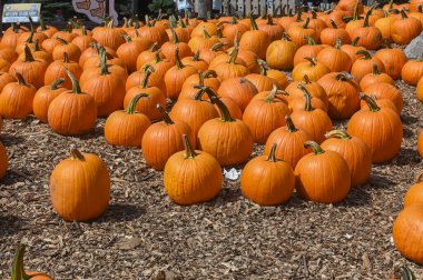 Numerous bright orange pumpkins are scattered across the ground at a pumpkin patch, ready for the fall harvest.