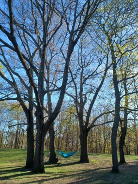 A blue hammock hangs peacefully between tall leafless trees as a bike rests nearby in a quiet corner of High Park.
