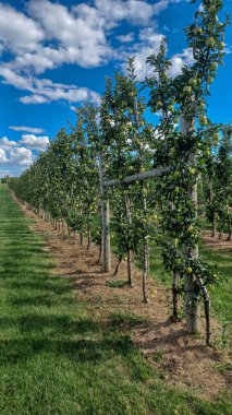Neat rows of fruit trees grow in an orchard under a bright, sunny sky with scattered white clouds, ready for harvest.