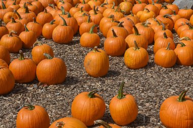 Numerous bright orange pumpkins are scattered across the ground at a pumpkin patch, ready for the fall harvest.