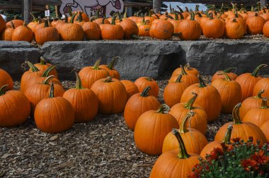 Numerous bright orange pumpkins are scattered across the ground at a pumpkin patch, ready for the fall harvest.