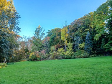 Toronto, Kanada 'da canlı sonbahar ağaçlarıyla çevrili yeşil bir çimenliğin kenarını kıvrımlı bir patika takip ediyor..