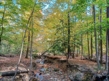 Kuru bir dere yatağı Toronto 'da renkli bir sonbahar ormanı boyunca esiyor. Altın yapraklar yere ve kayalara saçılmış..