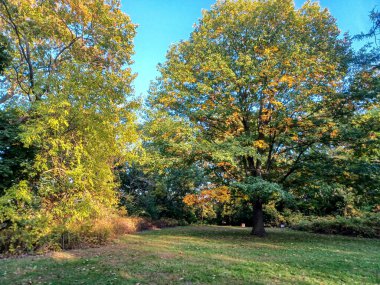 Toronto, Kanada 'da canlı sonbahar ağaçlarıyla çevrili yeşil bir çimenliğin kenarını kıvrımlı bir patika takip ediyor..