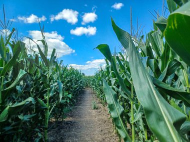 Toronto, ON, Kanada 9 Eylül 2024: Güneşli bir mısır labirenti yolu açık mavi bir gökyüzü altında, dağınık bulutlar altında uzun yeşil sapların arasından esiyor...
