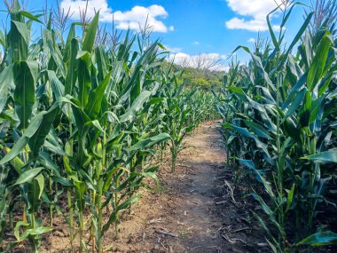 Toronto, ON, Kanada 9 Eylül 2024: Güneşli bir mısır labirenti yolu açık mavi bir gökyüzü altında, dağınık bulutlar altında uzun yeşil sapların arasından esiyor...