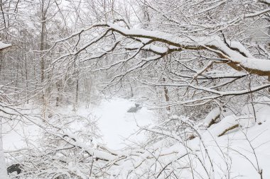 Dar bir patika, çıplak ağaçlarla kaplı bir kış ormanı boyunca esiyor. Huzurlu ve sessiz bir atmosfer yaratıyor..