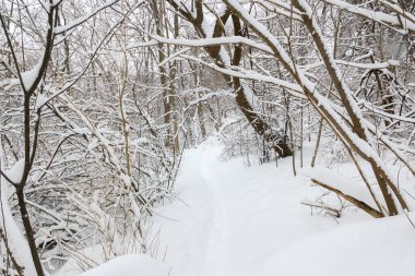 Dar bir patika, çıplak ağaçlarla kaplı bir kış ormanı boyunca esiyor. Huzurlu ve sessiz bir atmosfer yaratıyor..