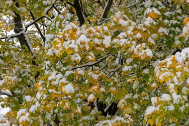 Mevsimin ilk karı bir ağaç dalında sarı ve yeşil akçaağaç yapraklarını kaplar..