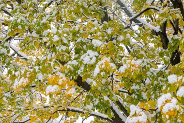 Mevsimin ilk karı bir ağaç dalında sarı ve yeşil akçaağaç yapraklarını kaplar..
