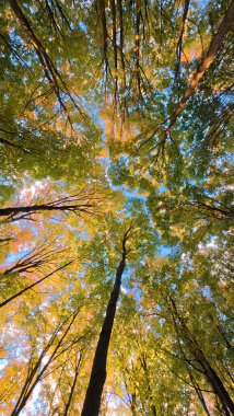 Solucan bakışı gökyüzüne karşı sık bir ormanın renkli sonbahar gölgesini yakalar..