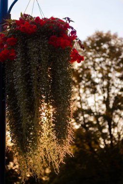 Renkli çiçekleri ve ağaçları olan güzel bir bahçe sıcak günbatımı ışığıyla aydınlatılır..