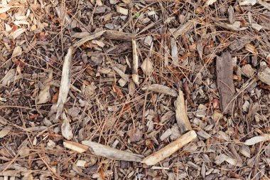 Yakın çekim, yerdeki odun parçaları ve çam iğnelerinin doğal dokusunu gösteriyor..