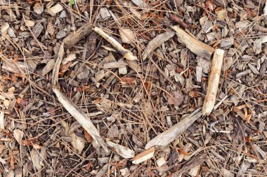 Yakın çekim, yerdeki odun parçaları ve çam iğnelerinin doğal dokusunu gösteriyor..