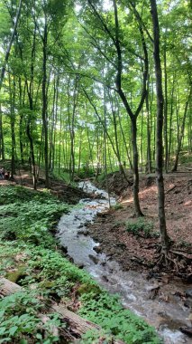 Küçük, kayalık bir dere, yemyeşil bir ormanın içinden uzun ağaçlarla akıyor..