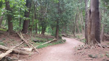 Sakin bir toprak yol yoğun bir yaz ormanından eserek büyük, gizemli bir kaya oluşumuna doğru ilerliyor..
