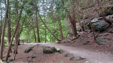 Sakin bir toprak yol yoğun bir yaz ormanından eserek büyük, gizemli bir kaya oluşumuna doğru ilerliyor..