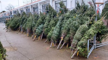 Toronto, ON, Kanada - 6 Aralık 2025: Tatil alışverişçileri için kapalı bir pazarda veya serada taze kesilmiş her zaman yeşil Noel ağaçlarından oluşan geniş bir seçim sergilenmektedir.