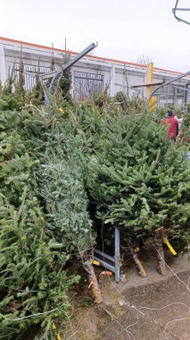 Toronto, ON, Kanada - 6 Aralık 2025: Tatil alışverişçileri için kapalı bir pazarda veya serada taze kesilmiş her zaman yeşil Noel ağaçlarından oluşan geniş bir seçim sergilenmektedir.