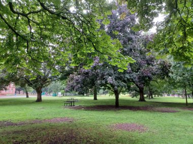 Çeşitli ağaçları olan yemyeşil bir çimen ve bulutlu bir öğleden sonra sakin bir şehir parkında uzanan asfalt bir yol..