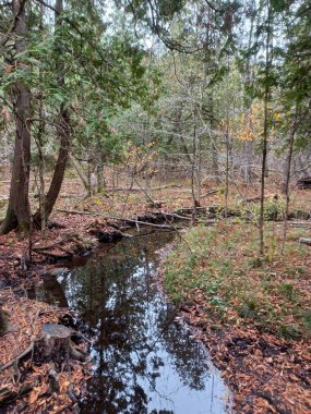 Küçük, karanlık bir dere sık ormanda yavaşça akıyor, etrafındaki ağaçları ve kalan birkaç sonbahar yapraklarını yansıtıyor..