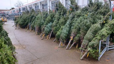 Toronto, ON, Kanada - 6 Aralık 2025: Tatil alışverişçileri için kapalı bir pazarda veya serada taze kesilmiş her zaman yeşil Noel ağaçlarından oluşan geniş bir seçim sergilenmektedir.