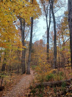 Yoğun sonbahar ormanlarında dar bir toprak yol esiyor. Etrafı uzun ağaçlar ve parlak sarı yapraklarla çevrili..