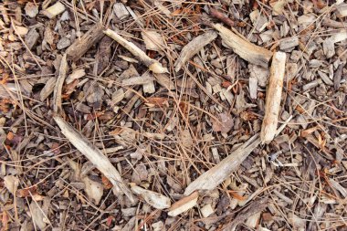 Yakın çekim, yerdeki odun parçaları ve çam iğnelerinin doğal dokusunu gösteriyor..
