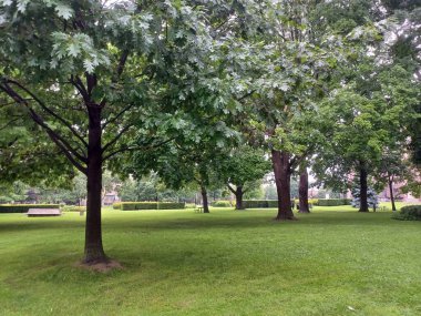 Çeşitli ağaçları olan yemyeşil bir çimen ve bulutlu bir öğleden sonra sakin bir şehir parkında uzanan asfalt bir yol..