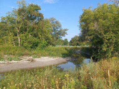 Küçük, sakin bir nehir, mavi gökyüzünün altındaki sarı kır çiçekleri ve yeşil ağaçların arasından akar..