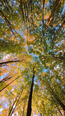 Solucan bakışı gökyüzüne karşı sık bir ormanın renkli sonbahar gölgesini yakalar..