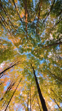 Solucan bakışı gökyüzüne karşı sık bir ormanın renkli sonbahar gölgesini yakalar..