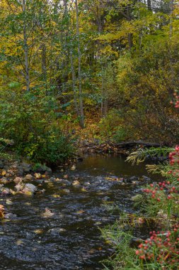 Sarı ve yeşil yapraklar, düşen sonbahar yapraklarından oluşan bir halıyla çevrili, küçük ve berrak bir dere boyunca uzanan uzun ağaçları süsler..
