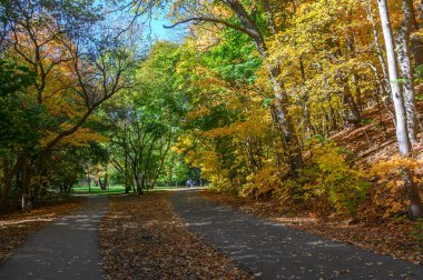 Etienne Brule Park yolu güzel bir sonbahar manzarası boyunca kıvrılıyor, mevsimlik renkleri ve zemini kaplayan yaprakları gösteren canlı ağaçlar, sakin bir doğal manzara yaratıyor.