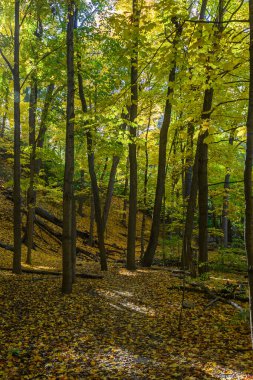 Altın sonbahar yaprakları orman zemininde canlı bir halı oluşturuyor, güneş ışığı tepe örtüsünün içinden süzülüyor ve yürüyen bir yolda benekli bir ışık saçıyor.