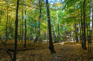 Yaprak döken ağaçlar yapraklarını canlı sarı ve yeşil renklerle değiştiriyor Etienne Brule Park 'taki orman zeminine dökülen yapraklar sonbaharın doğal döngüsünü yansıtıyor.
