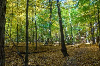 Gökyüzüne doğru uzanan yaprak döken ağaçlar sonbahar yapraklarını yeşil ve sarı yapraklarla gösterirken orman tabanı tamamen düşmüş altın yapraklardan oluşan bir halıyla kaplıdır.