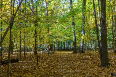 Düşmüş akçaağaç yapraklarıyla kaplı orman zemini Etienne Brule Park 'taki renkli ağaçların arasında kıvrılan bir patikayla canlı bir sonbahar manzarası yaratıyor.