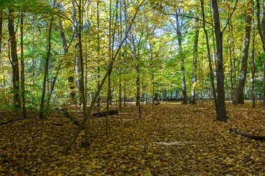 Altın ve yeşil yapraklar orman yolu üzerinde canlı bir tepe örtüsü oluşturuyor. Etienne Brule Parkı 'nda yere düşen sonbahar yapraklarıyla birlikte. Mevsimsel güzellik ve doğal sükunet hissi veriyor.