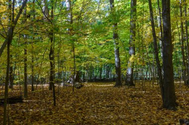 Güneş ışığı, yeşil ve sarı yapraklardan oluşan güzel bir gradyanı gösteren ağaçlarla çevrili, kalın bir sonbahar yapraklarıyla kaplı, sakin bir orman yolunu aydınlatıyor.