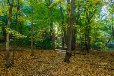 Sarı ve yeşil yapraklarla kaplı orman zemininde güneş ışığı, ağaç tepe örtülerini değiştirip parktaki bir sonbahar mevsiminde huzurlu bir doğal ortam yaratıyor.