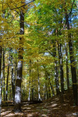 Sonbahar orman manzarası parlak sarı ve yeşil yapraklı uzun ağaçlar sergiliyor, güneş ışığı tepe örtüsünü karalıyor ve düşmüş yapraklarla kaplı zemini aydınlatıyor.