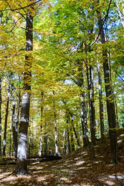 Yaprak döken ağaçlar parlak bir gökyüzüne doğru uzanıyor, yeşilden sarıya geçiş yapıyorlar, orman zeminini yapraklarla aydınlatıyorlar.