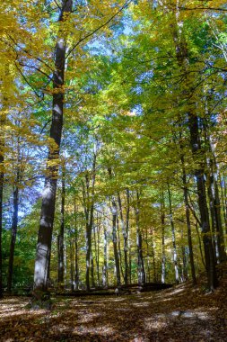 Yaprak döken ağaçlar parlak mavi bir gökyüzüne doğru uzanırken, orman örtüsünü canlı sarı ve yeşil sonbahar yapraklarıyla aydınlatırken, düşmüş halı zemini terk ediyor.