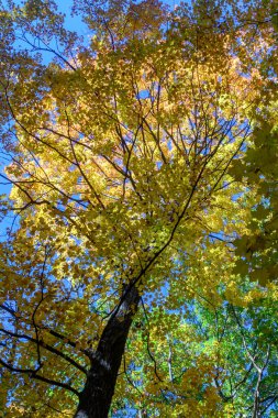 Uzun ağaç tepe örtüsü parlak sarı ve altın sonbahar yaprakları güneş ışığıyla aydınlatılıyor, berrak mavi gökyüzü ile çelişiyor, huzurlu bir mevsimsel doğa manzarası yaratıyor.