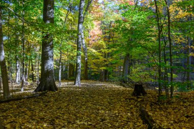 Orman manzarası canlı sonbahar yapraklarını yakalıyor yeşilden sarıya değişen renkleri gösteriyor, huzurlu bir park ortamında düşmüş altın yapraklarla kaplı bir yolu aydınlatıyor.
