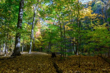 Sonbahar orman manzarası canlı yeşil, sarı ve turuncu yapraklarla patlayan uzun ağaçları gösteriyor, orman tabanı altın yapraklarla kaplı, sakin bir doğal ortam yaratıyor.
