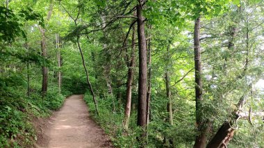 İlkbaharda sık, parlak yeşil yapraklar ve yüksek orman ağaçlarıyla çevrili dar toprak yol, mesafeye doğru esiyor..