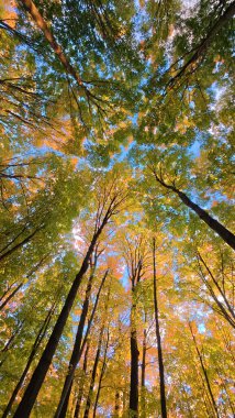 Solucan bakışı gökyüzüne karşı sık bir ormanın renkli sonbahar gölgesini yakalar..