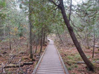 Botanik bahçesinde, parlak bir gökyüzü altında bahçecilik tasarımı sergilenen çeşitli güzel bitkiler ve doğal elementlerden oluşan bir koleksiyon yer alıyor..